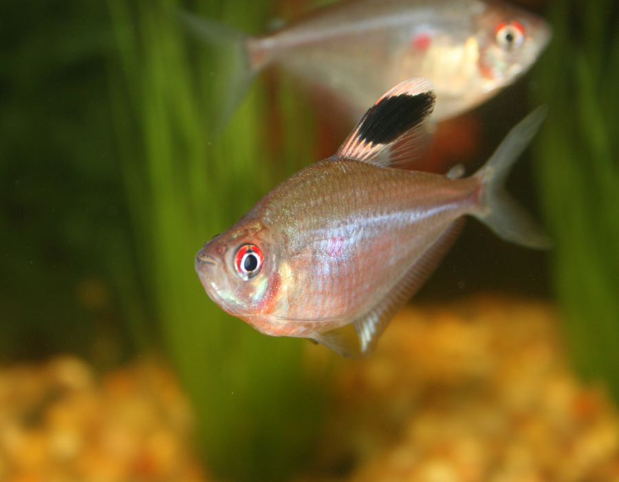 Bleeding Heart Tetra